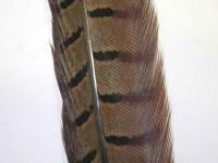 Cock Pheasant Centre Tail - Natural