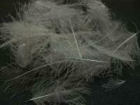 Cul de Canard #357 Slate Gray