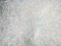 Dubbing Hareline Ripple Ice Dub - #239 Mother Of Pearl