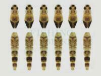 Hemingway's Mayfly Wings Buds and Back - Large | Yellow / Ephemera Danica