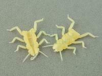 Hemingway's Evolution Stone Fly Thorax Legs - L Tan