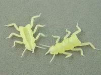 Hemingway's Evolution Stone Fly Thorax Legs - M Clear Yellow