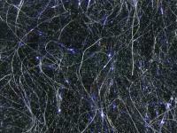 Hareline Dubbin Senyo's Laser Dub - #11 Black