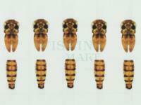 Hemingway's Mayfly Wings Buds and Back - Medium | Gold