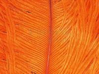 Ostrich Herl - 012 Orange