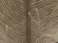 Ostrich Herl - 041 Tan