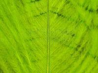 Ostrich Herl - 509 Fuo Chartreuse