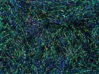 Peacock Dubbing - Dark Violet / Red Effect