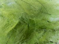 Pióra Gęsi FMFly Goose CDC 1G - Dyed Olive