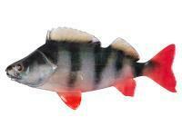 Przynęty miękkie Fox Rage Ultra Natural Fillets 6cm - Perch