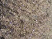 Semperfli EggStatic Egg Fritz 8mm - Beluga Pearl Grey