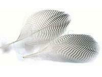 Pióra Teal Duck - Flank