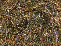 Hareline UV Polar Chenille - #275 Olive Copper UV