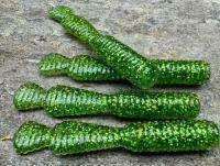 Przynęty miękkie Great Fish GF2 Leech 60mm 1.8g - bezzapachowy - glitter green