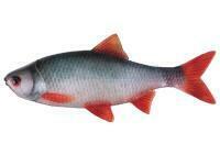 Przynęty miękkie Fox Rage Ultra Natural Fillets 8cm - Roach