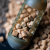 Preston Koszyki Bait Up Window Feeder